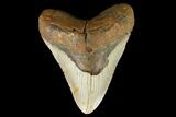 Fossil Megalodon Tooth - North Carolina #124341-1